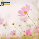 دانلود ریمیکس جدید از دلی که با سنگ غم شکسته چه انتظاری داری (ترند اینستا) دانلود ریمیکس جدید از دلی که با سنگ غم شکسته چه انتظاری داری (ترند اینستا)