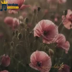 کجایی آرزوی محال منو این حال خرابم (میکس اینستا)
