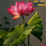 شنید شنیدم بی نقصی پروانه وار میرقصی (ترند اینستا)