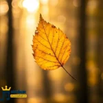 بخشیمت و خدا چته کم دنگ لیش درار چته