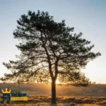 تگو که پارس ایشستن قصد سفر ایشستن (هوش مصنوعی)