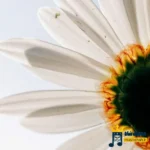 دانلود ریمیکس جدید غرق لاوم ببین چیکار کردی با من بگو مگه بقیه برات