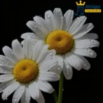 دانلود ریمیکس جدید نه دیگه نمیاد کاش از اول اون همه خاطره نمیساخت