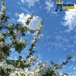 دانلود آهنگ جدید برو نخندون مارو مشتی کلی جات اومد ولی دیگه سلیقم نی