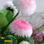 دانلود ریمیکس جدید دامن من چین چینه آبی آسمونیه کاش پول دیه ات بود (میکس اینستا)