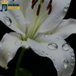 دانلود آهنگ جدید زانتیا زانتیا ماشینمه باروم نمیروف (ترند اینستا)