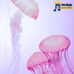 دانلود آهنگ جدید چیت کرد به خوتو‌ منت به که دا (ترند اینستا)