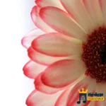 دانلود آهنگ جدید کاش یکی بود بغلم میکردی مثل راکون هرروز