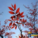 دانلود ریمیکس جدید رپ فارس شده خونه خالم فلوم مثه شراب (میکس شاد)