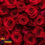 دانلود ریمیکس جدید دیگه مهم نی برگا ریختن پاییز شده ولی (میکس اینستا)