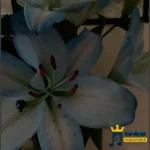 دانلود آهنگ محلی ای گل از سنا برزنجه
