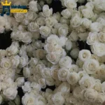 دانلود آهنگ جدید موهامو بستم آماده ام برای رقص (هوش مصنوعی)
