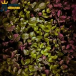 دانلود آهنگ جدید دنیا بهم داد سریع دنده شو که منم حساب بکنم از جیب