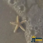 دانلود آهنگ جدید عشق منه یدونه میگم خودش بدونه (هوش مصنوعی)