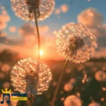 دانلود آهنگ جدید اشکای چشمو میبینیو ولم میکنی چرا تنگ بشه دلم دانلود آهنگ جدید اشکای چشمو میبینیو ولم میکنی چرا تنگ بشه دلم