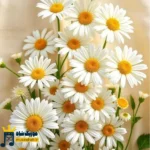 دانلود آهنگ جدید این زندگی چی داشت تهش کاش بخوابه این پسر