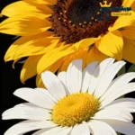 دانلود ریمیکس جدید به غیر از این بدون که سرشار و مستم (میکس اینستا)